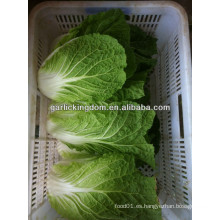 Vender nuevo cultivo Chinese Cabbage brother kingdom